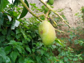 Green Mango on his Tree Green Leaves