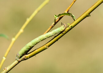 Birkenspanner (Biston betularia) 