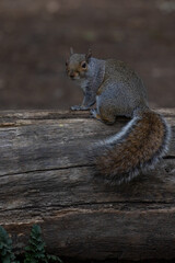 Grey Squirrel, United Kingdom