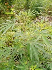 Beautiful Rare Leaves of Green Plants