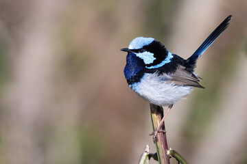 Male superb fairywren (Malurus cyaneus) in breeding plumage. Beautiful Australian bird portrait.