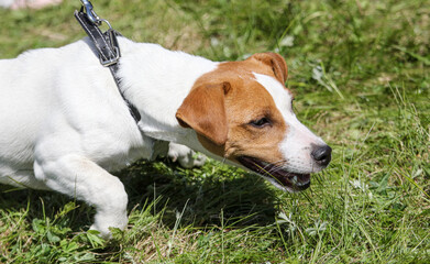 Dog on a leash walks on the green grass