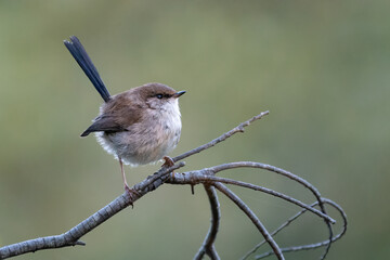 Superb fairywren (Malurus cyaneus) on a branch, Sydney, Australia