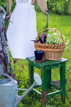 flowers for planting