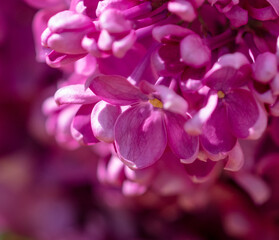 Beautiful lilac flowers in nature.