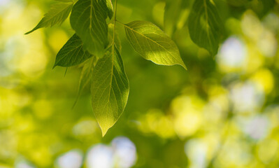 Fototapeta na wymiar Green leaves on the tree.