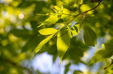 Green leaves on the tree.
