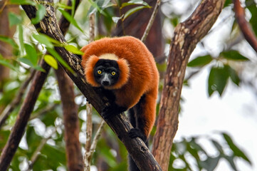 Red ruffed lemur -  Varecia rubra, Madagascar nature © mirecca