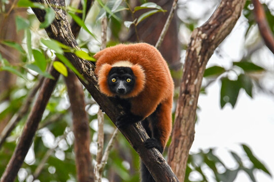 Red ruffed lemur -  Varecia rubra, Madagascar nature