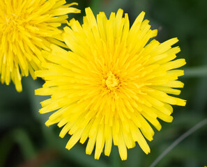 Yellow dandelion in the park in nature.
