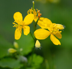 Obraz premium Small yellow flowers in nature.