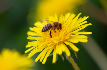 Bee on a yellow flower in nature.