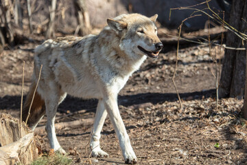 Wolf in the park in early spring.