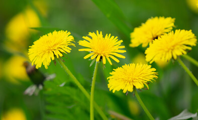 Obraz premium Yellow dandelion in the park in nature.