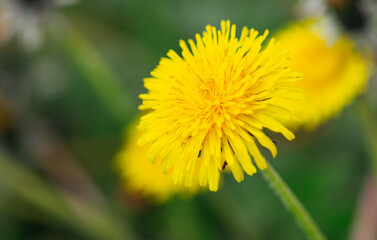 Obraz premium Yellow dandelion in the park in nature.