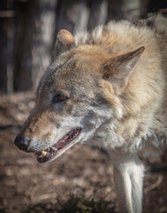 Wolf in the park in early spring.