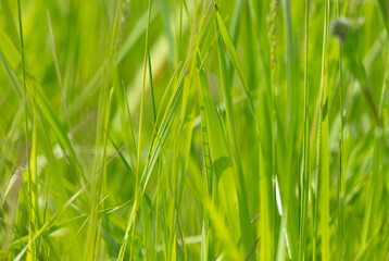 Fototapeta na wymiar Green grass in nature as a background.