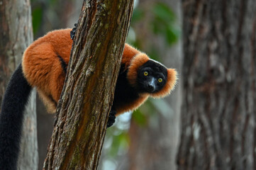 Fototapeta premium Red ruffed lemur - Varecia rubra, Madagascar nature