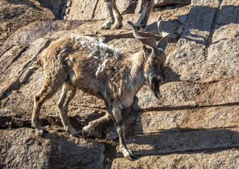 Mountain goat portrait in nature.