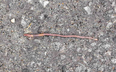Earthworm on the asphalt road.