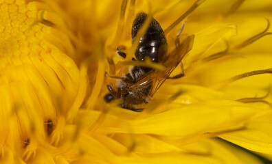 Bee on yellow dandelion flower in spring.