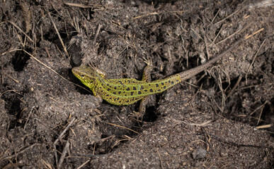 Green lizard on the ground in spring.