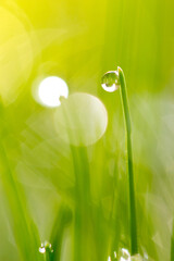 Dew drops on green grass in the morning.