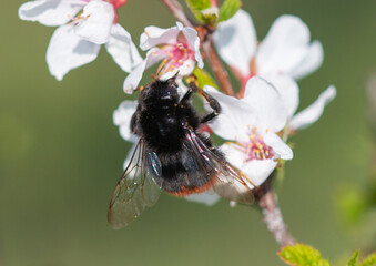 Bee on a white flower in spring.