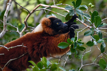 Red ruffed lemur -  Varecia rubra, Madagascar nature