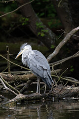 Grey Heron (Ardea cinerea), London, United Kingdom