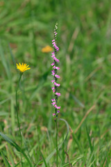 Flowering Spiranthes sinensis and Catsear