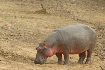 Adult Hippopotamus on Serengeti
