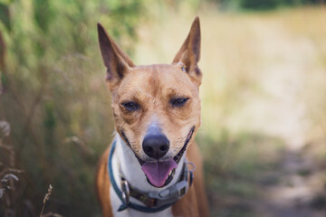 Fototapeta premium Portret basenji dog walking in the forest park on a hot day