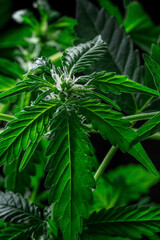 Blooming cannabis plants with vibrant green leaves and white stigmas. Growing marijuana for medicinal purposes. Lush foliage