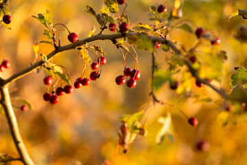 Wild hawthorn berries in the autumn forest