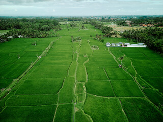 aerial high angle view of rice padi fields in indonesia