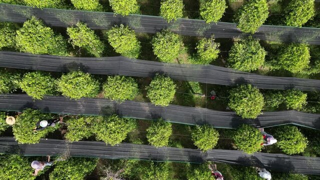 Aerial drone footage above pepper trees and workers on ladders at The Plantation, Kampot province, Cambodia