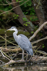 Grey Heron (Ardea cinerea), London, United Kingdom