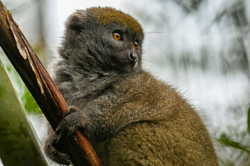 Northern Bamboo Lemur - Hapalemur occidentalis, close up Madagascar nature