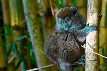 Northern Bamboo Lemur - Hapalemur occidentalis, close up Madagascar nature