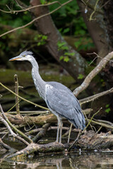 Grey Heron (Ardea cinerea), London, United Kingdom