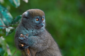 Northern Bamboo Lemur - Hapalemur occidentalis, close up Madagascar nature