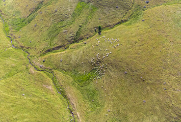 a flock of sheep on a pasture seen from above