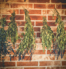Fresh herbs drying and hanging on the wall.
