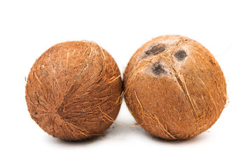 Two whole ripe organic coconut isolated on white background.