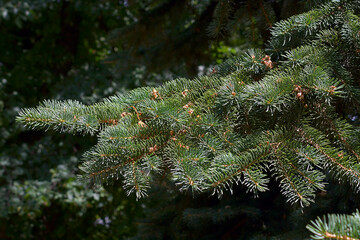 a lush spruce branch in summer