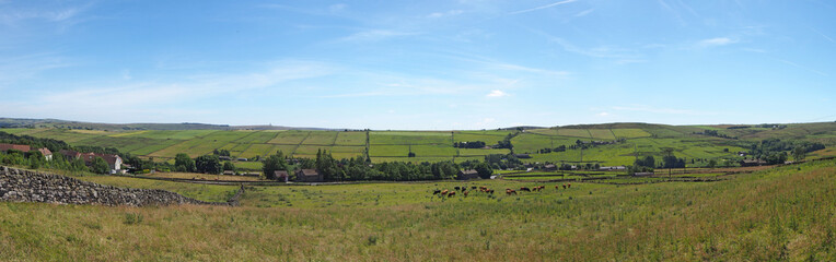 Fototapeta na wymiar wide panoramic view of west Yorkshire countryside with grass covered summer meadows and grazing cows with a blue sunlit sky in the colden valley in calderdale