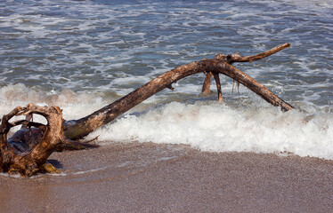 Ocean seashore and old wet snag tree branch on sand, travel and travel tourism theme, selective focus