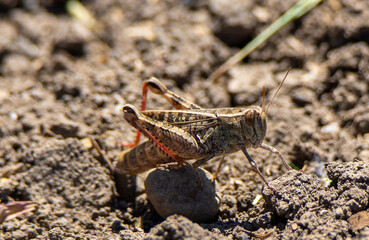 a close-up of a grasshopper Romalea microptera on the ground