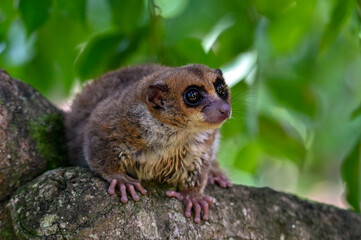 Grey mouse lemur Microcebus murinus, portrait, Madagascar nature